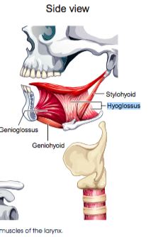 Anatomy Exam 2 Muscles Ch 10 Flashcards Quizlet