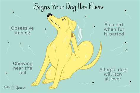 Fleas in Dogs