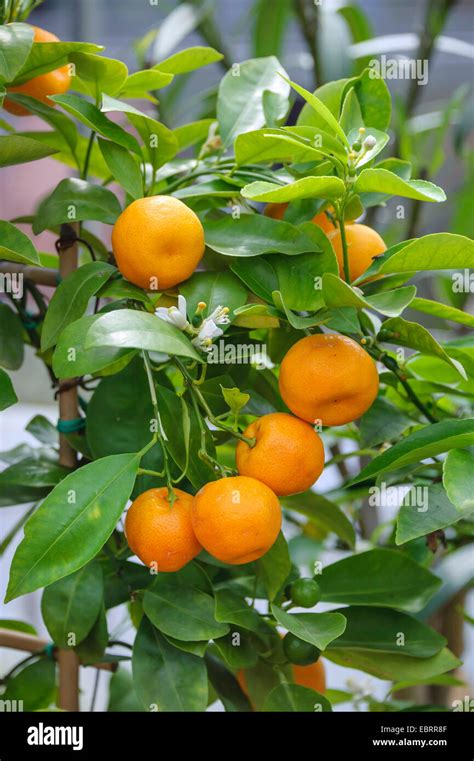 Calamondin Calamansi Citrofortunella Microcarpa X Citrofortunella