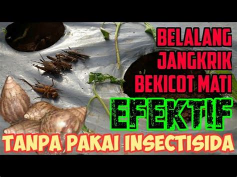 Cara Sederhana Mengatasi Hama Jangkrik Dan Bekicot Pada Tanaman Cabe