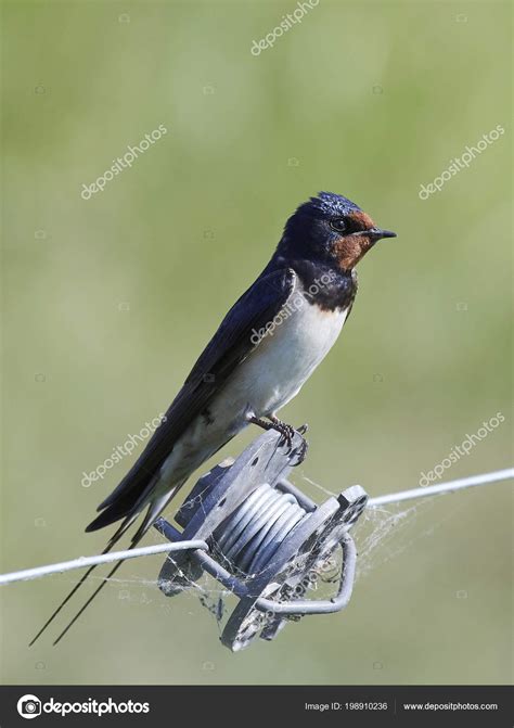 Barn Swallow Its Natural Habitat Denmark Stock Photo by ©DennisJacobsen 198910236