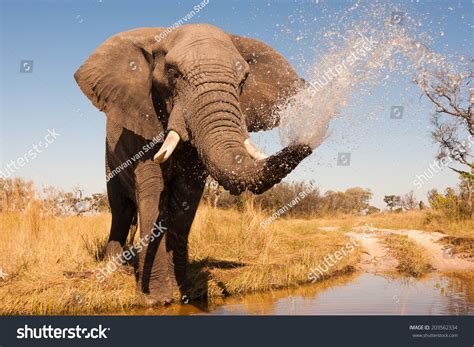 Elephant Water Spray: Over 2.769 Royalty-Free Licensable Stock Photos ...