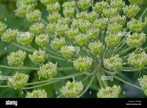 Giant hogweed mucca gigante pastinaca Riesen Bärenklau