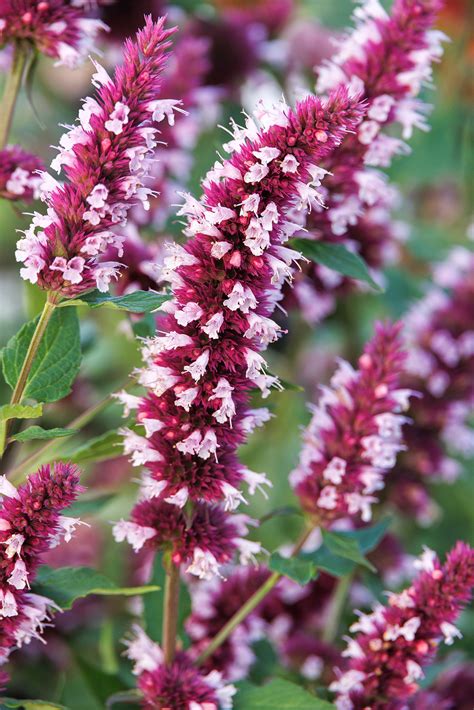 Beelicious® Pink Agastache, Agastache 'Agapk' PPAF, Monrovia Plant
