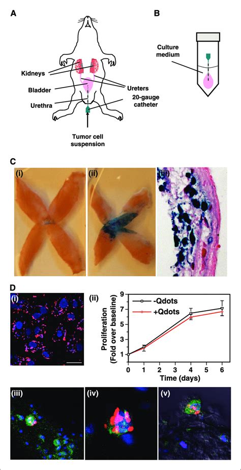 Ex Vivo Whole Bladder Organ Culture A Female Rats Are Catheterized