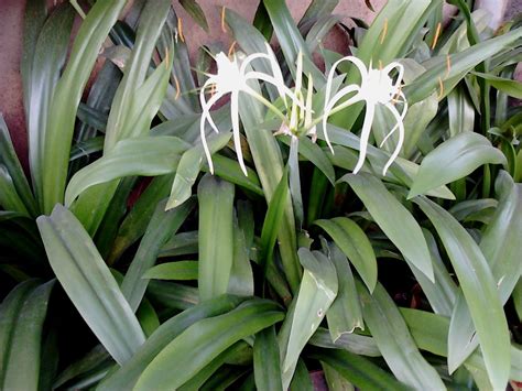 Garden Care Simplified Healthy Spider Lily Flower Plants Tips And Care