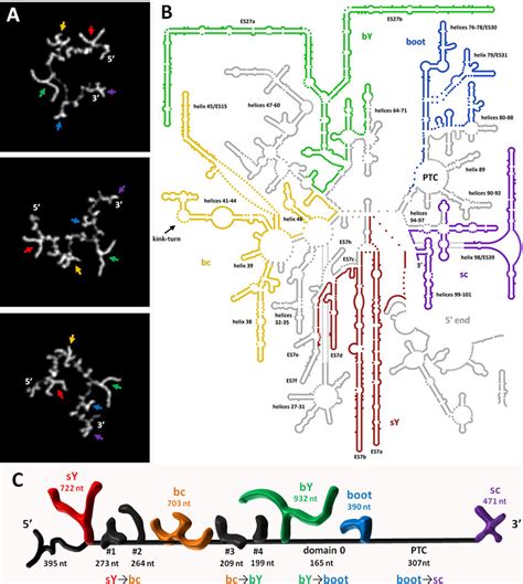 Comparison Of AFM Based 28S RRNA Structures To Previously Reported