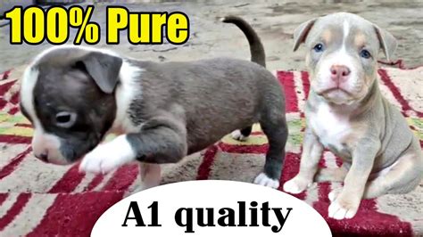 Pitbull Best Quality Puppies For Sale Pitbull Puppies Youtube