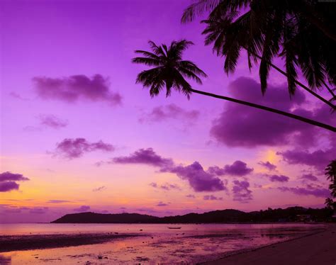 Download Sand Beach Nature Cloud Palm Tree Purple Sky Photography