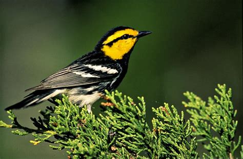 New map may help conservation efforts for an endangered songbird