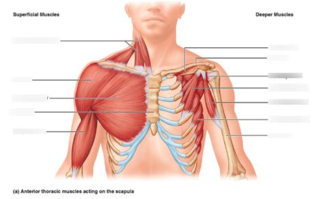 Diagram Of Pectoral Girdle Anterior View Diagram Quizlet