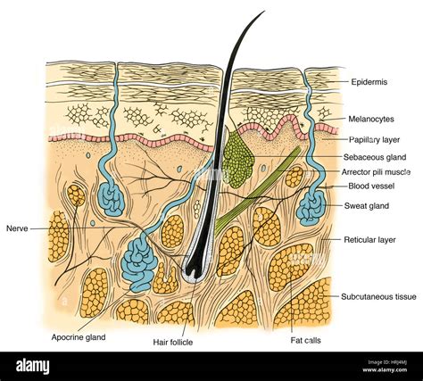 Sudoriferous Gland Diagram