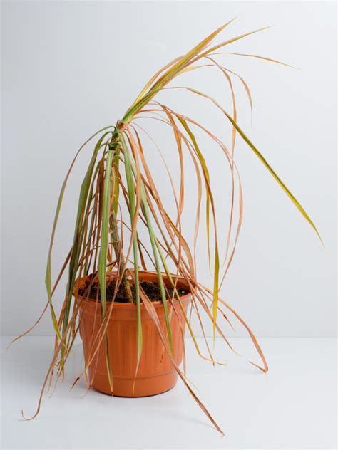 Dracaenas Leaves Are Turning Brown Reasons For Browning Dracaena