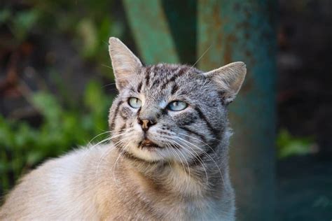 Les Pi Ges Courants Viter Lors De L Adoption D Un Chat Pour La