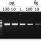 Dna Polymerase Reagent Exceltaq Smobio Technology Inc Taq Dna