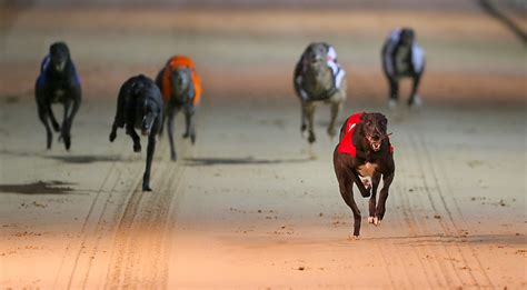 Is Greyhound Racing Legal
