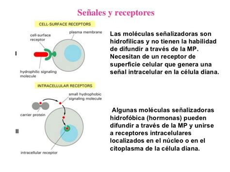 Comunicacion Celular