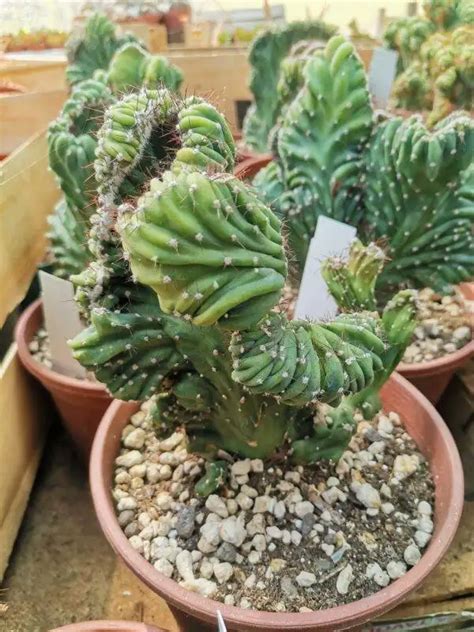 Cereus Peruvianus F Coral Crestata Siracactus Cactus Resistenti Al Gelo