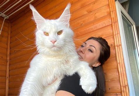 The Worlds Largest Cat Which Stands A Staggering One Metre Tall And