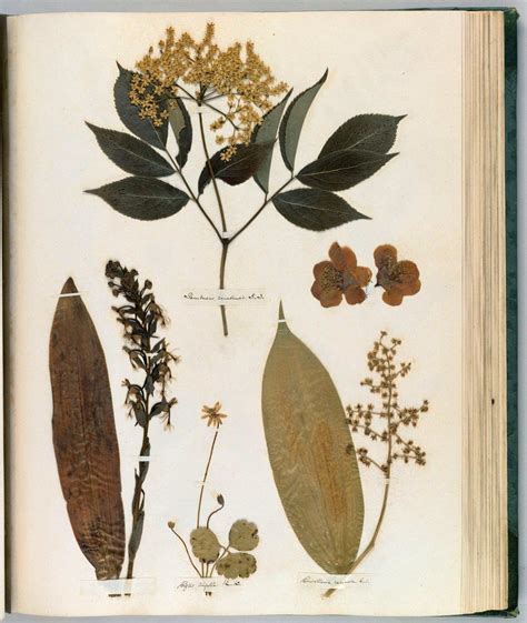 Emily Dickinsons Herbarium A Forgotten Treasure At The Intersection