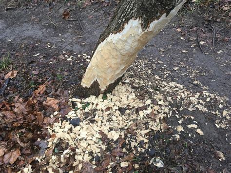 Which types of animals would peel bark off this tree? - The Great Outdoors Stack Exchange