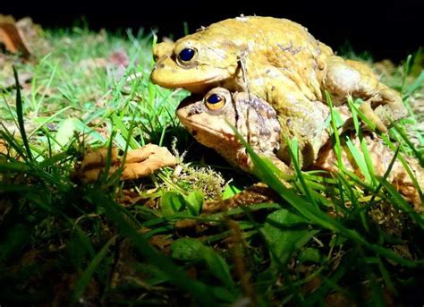 Help Toads Cross The Road By Becoming A Toad Patroller In Kent