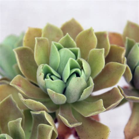 Все продавцы :: Иван Соболев - Магазин продавца