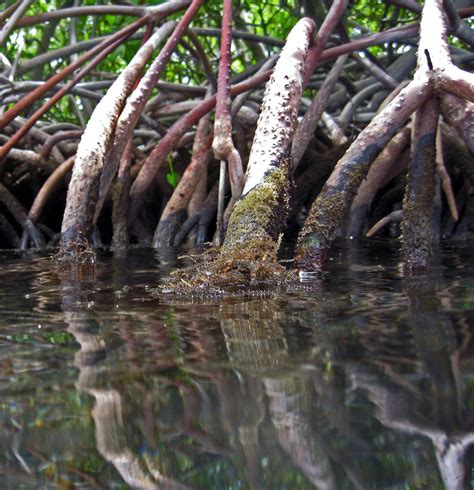 Rhizophora Mangle Red Mangrove