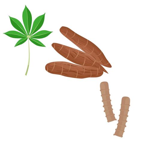 Vector Illustration Of Cassava Root Leaves Wood Manihot Esculenta