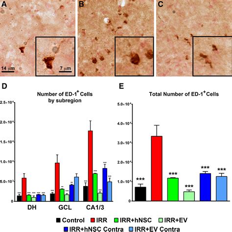 Functional Equivalence Of Stem Cell And Stem Cellderived Extracellular