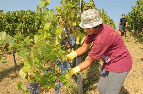 Tempo Di Vendemmia Ottima Annata A Dispetto Del Meteo Ma I Danni Non