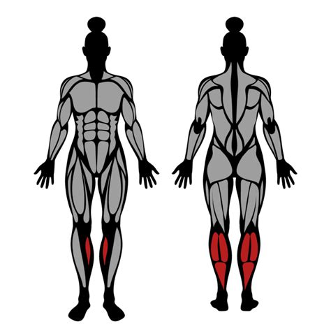 How To Do Barbell Standing Calf Raise Muscles Worked And Proper Form Strengthlog