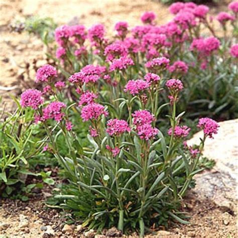 Lychnis Alpina Flower Seeds From Outsidepride