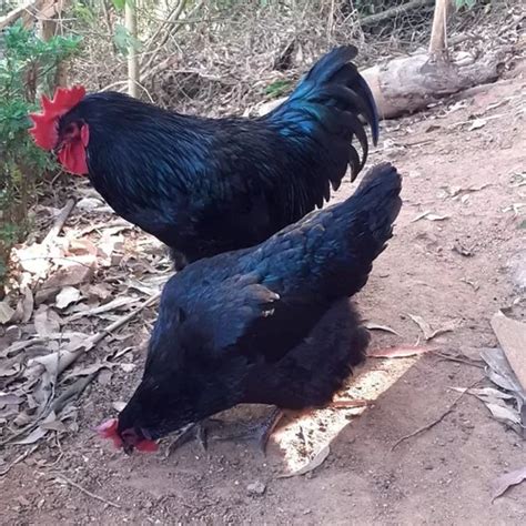 Ovos Galados Gigante Negro Jersey 07 Und Aves Ornamentais MercadoLivre