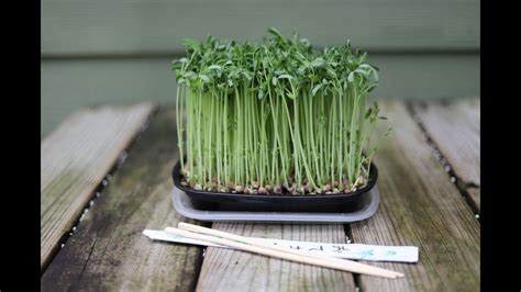 Fun Easy Way To Grow Microgreens YouTube