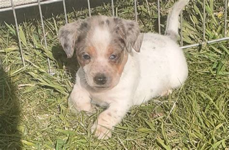 Dachshund X Jack Russell Puppies In Staplehurst Kent Gumtree