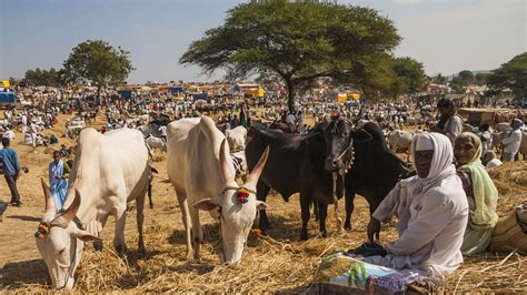 Sonepur Mela 2024 : Celebrate Bihar’s Rich Tradition & Culture