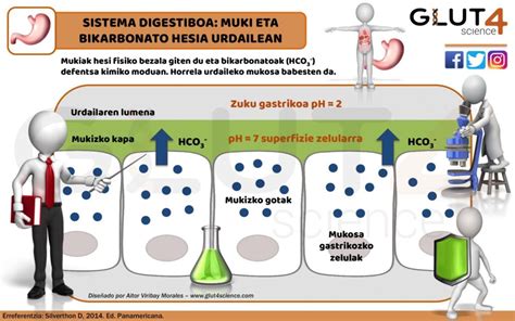 Mecanismo De Accion De Los Protectores De La Mucosa Gastrica