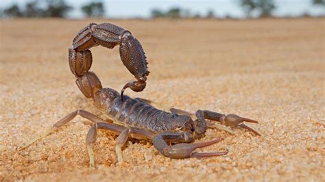 Child Dies After Scorpion Sting Top Story 1 The Namibian