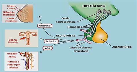 PUC MG 2021 2 A neuroipófise é considerada uma expansão do hipotálamo