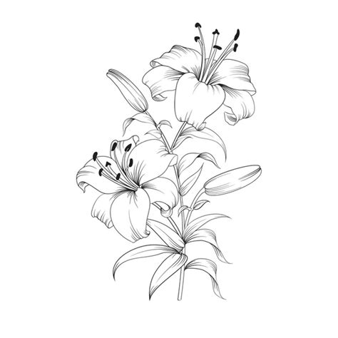 ᐈ Lily Stock Illustrations Royalty Free Lilly Images Download On