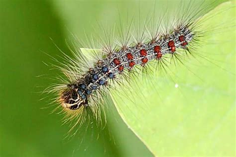 CT Gypsy Moth - Life Cycle and Related Moths