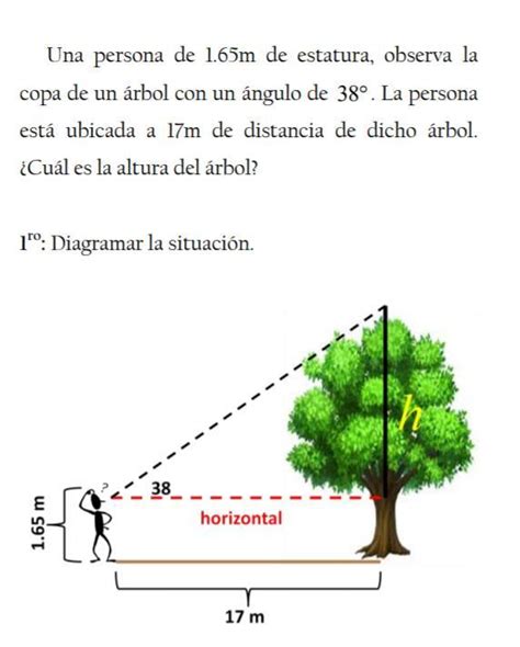 Cuál es la altura del árbol Brainly lat