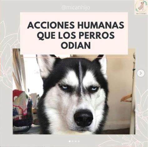 Cosas Que Tu Perro Odia Que Hagas Perros Husky Acci N