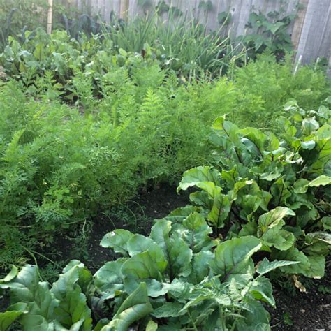 Herb Companion Planting Plant Benefits Homestead Gardens Natural