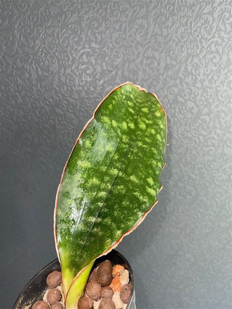 Sansevieria Mafinga Dragon Black Rose Furniture Home Living