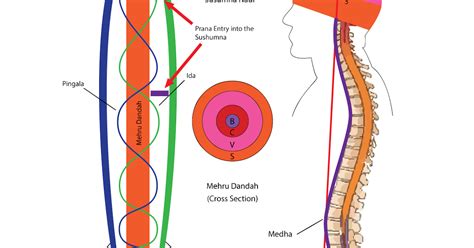 Shuang Yan Guan Zhu: Chakras, Nadis and Meridians– Dao, Tantric ...