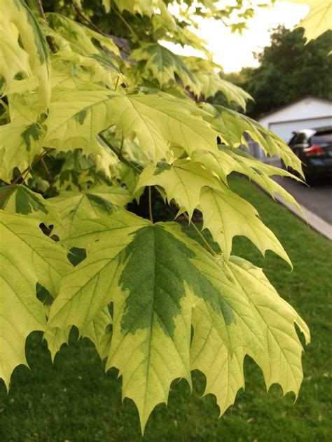 Acer Platanoides Drummondii Norway Maple Garden Center Marketing