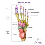 Huesos Del Pie Anatom A Detallada Y Funciones