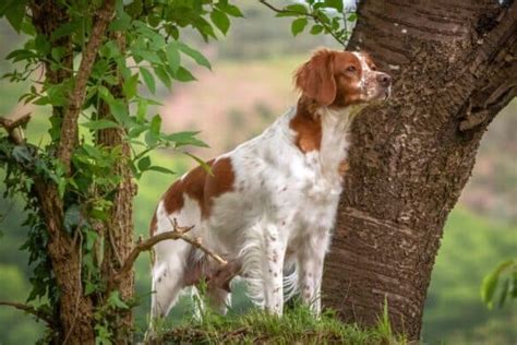 Saint Bernard Mixes: 37 Giant Crossbreeds (With Pictures)